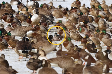 American Wigeon American Wigeon