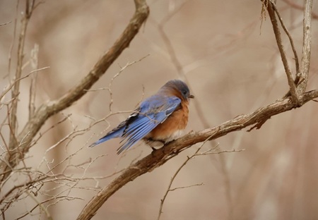 Eastern Bluebird Eastern Bluebird