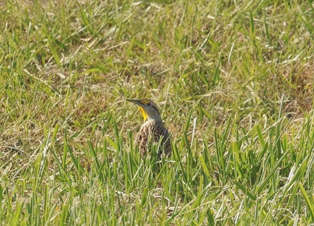 Eastern Meadowlarks Eastern Meadowlarks