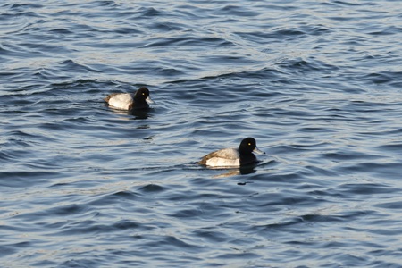 Greater scaup Greater scaup