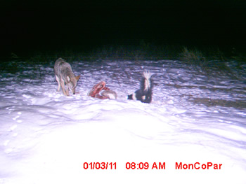 coyote and skunk
