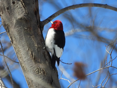 woodpecker woodpecker