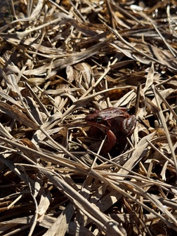close up of frog close up of frog