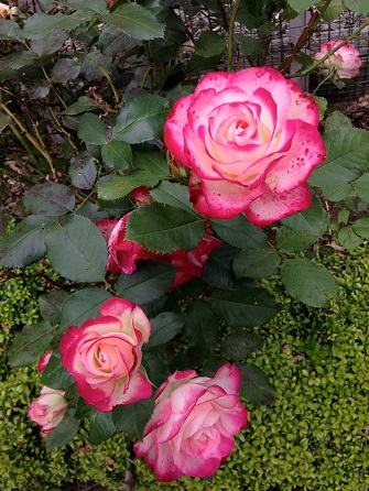 Double Delight roses 