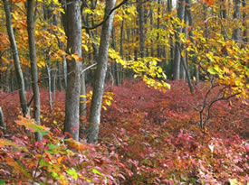 forest communities