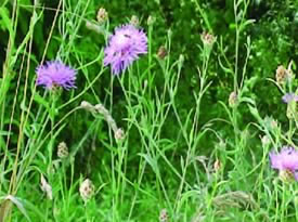 Knapweed