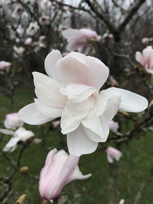 Star Magnolia White  