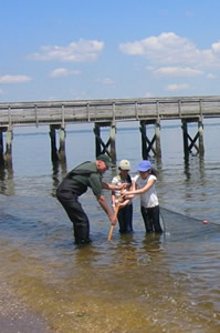 beach seining